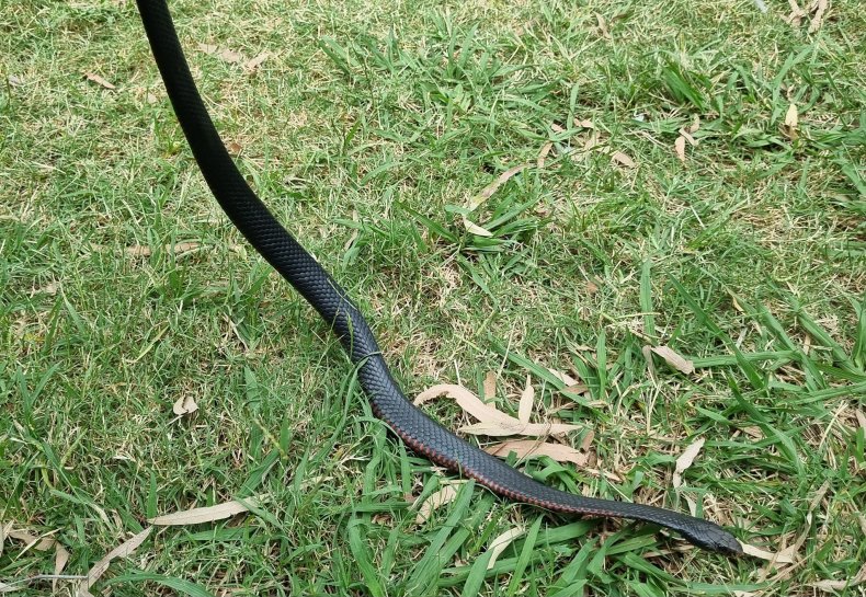 Ular hitam berperut merah