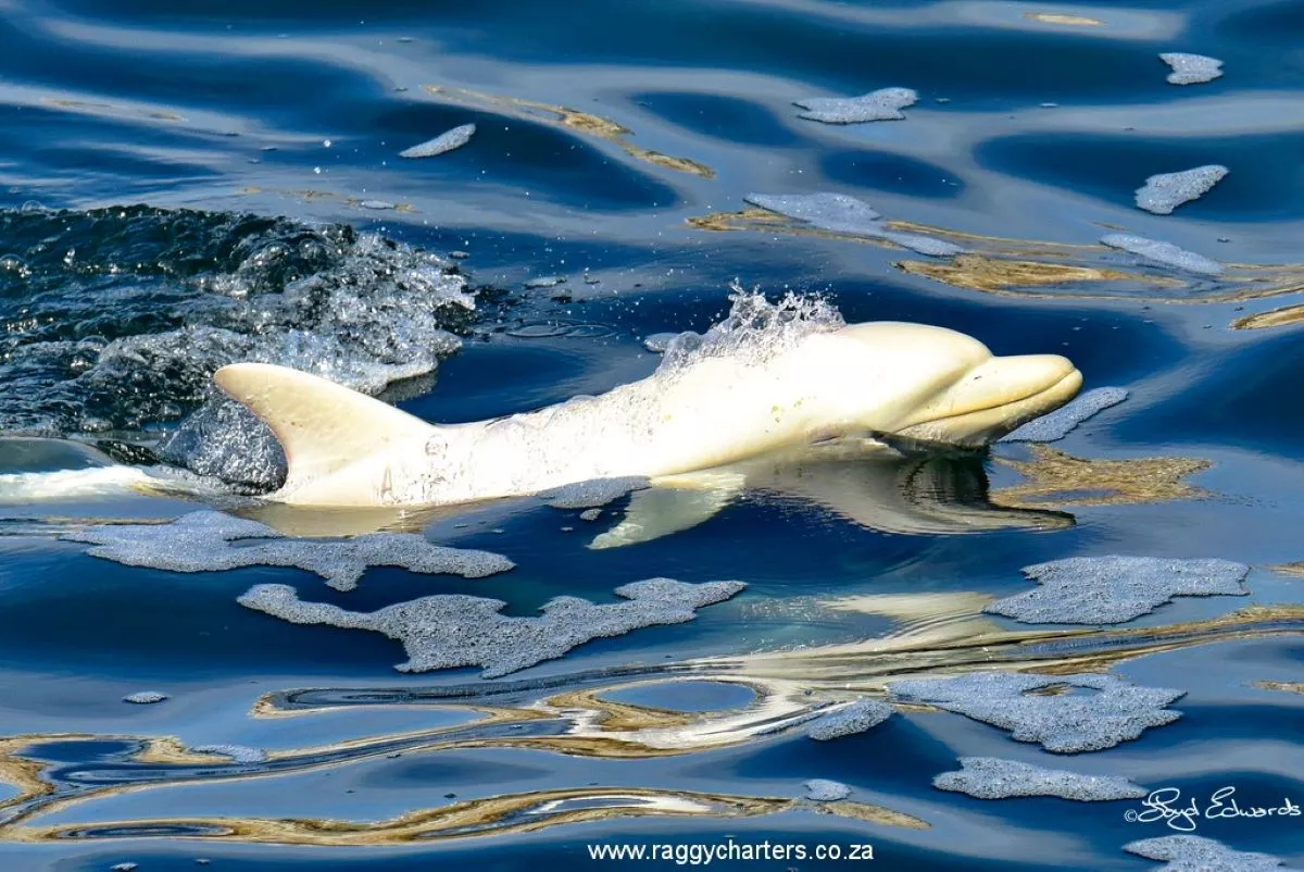 'Disbelief' as Rare Albino Dolphin Spotted Swimming in Africa - Vimarsana News