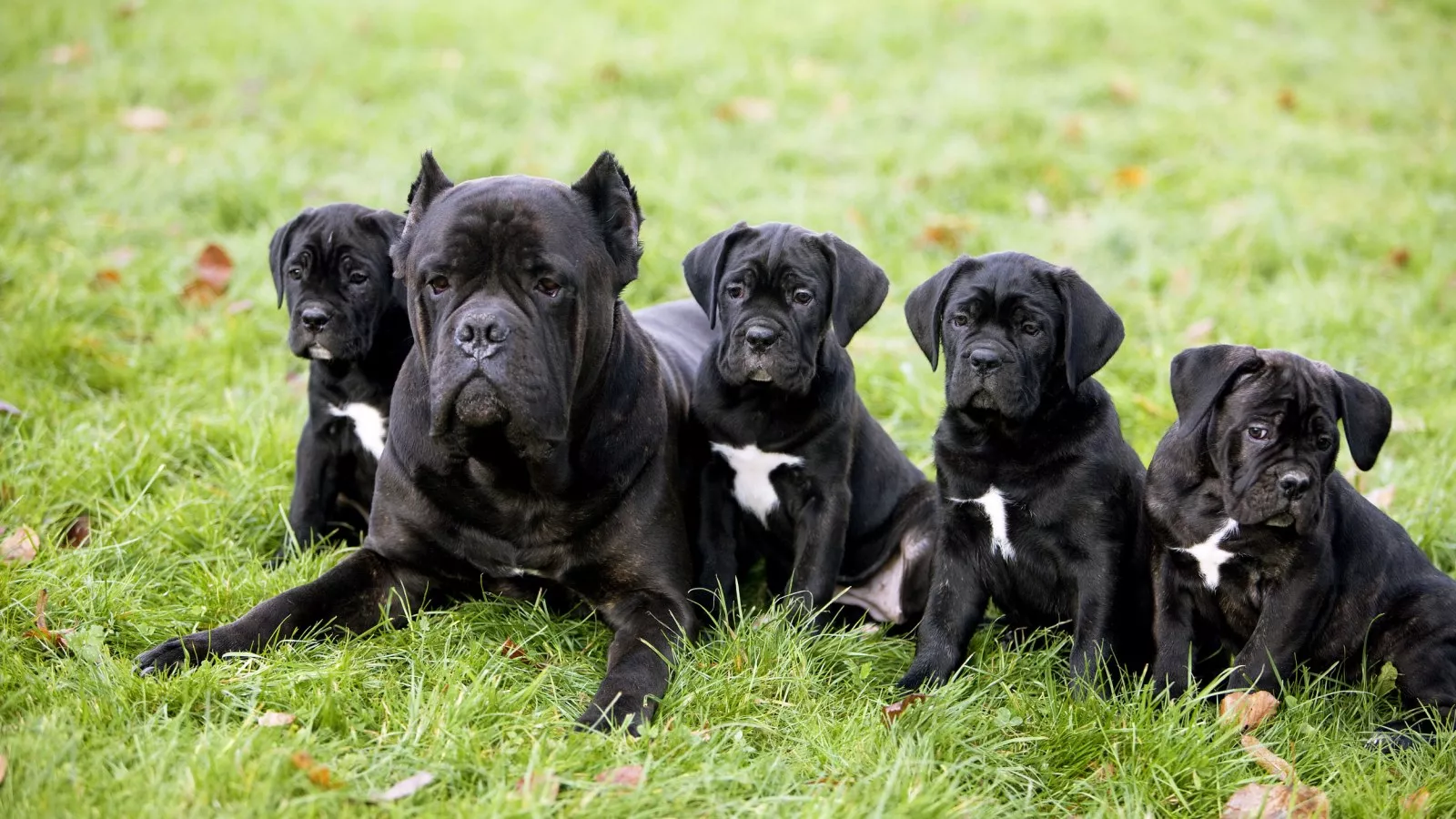 Cane corso 2024 puppies near me