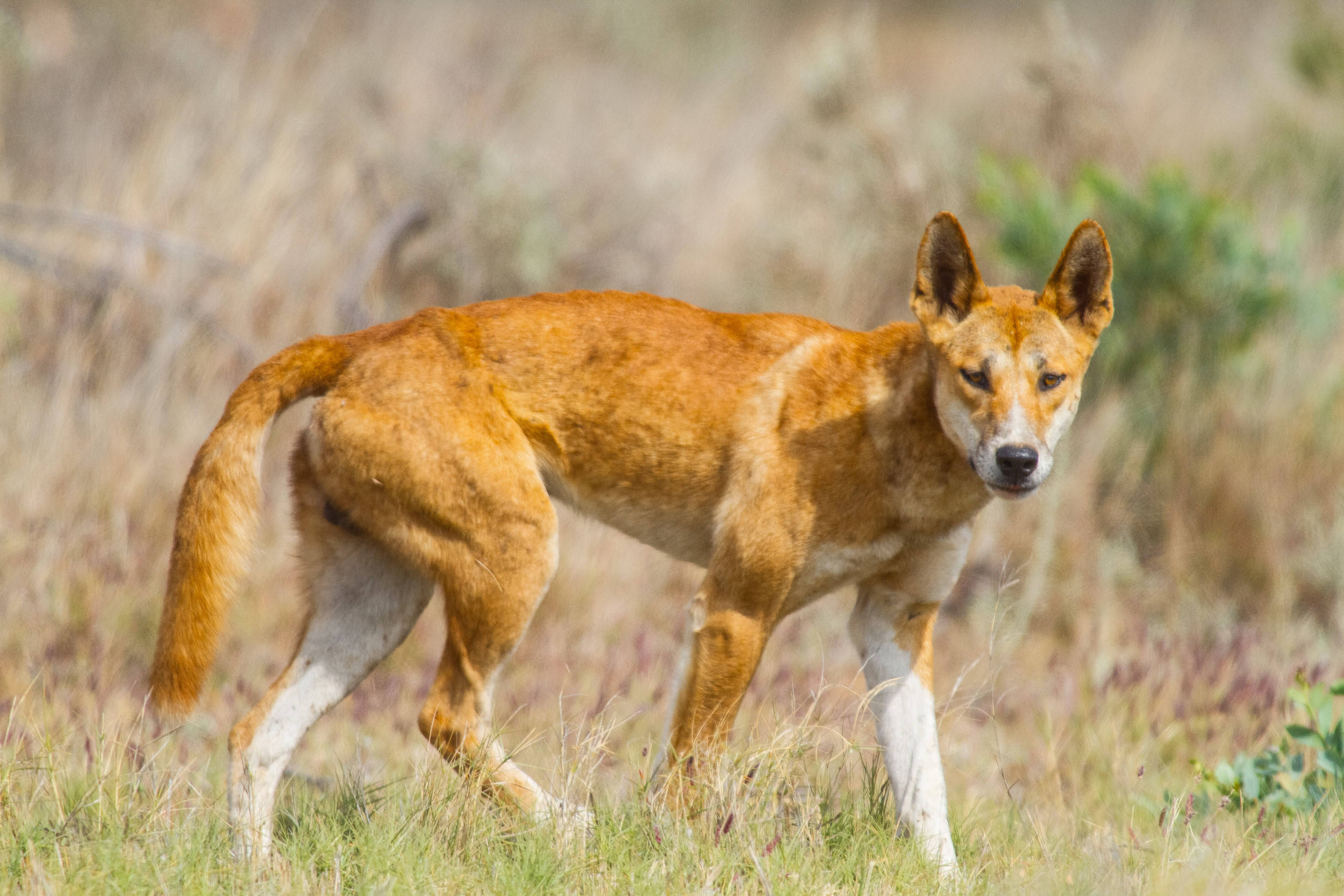 Dingo That Attacked Young Girl 'Held Her Underwater