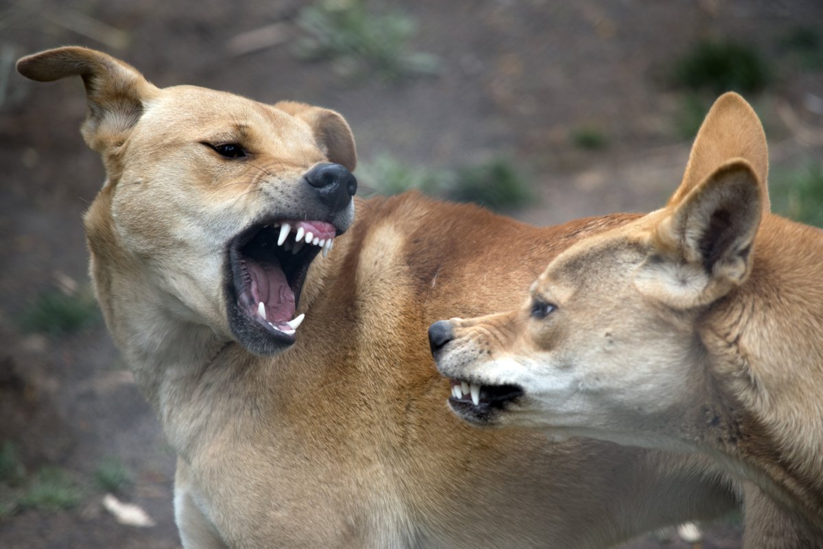 dingos fighting