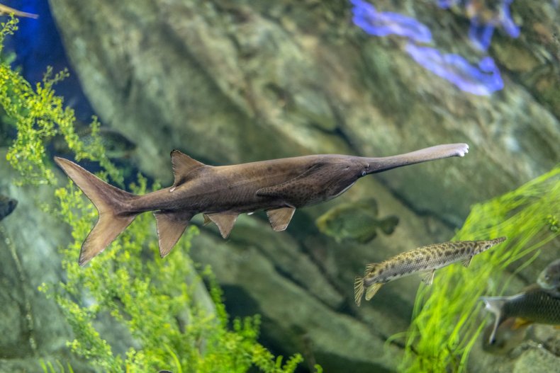 Paddlefish