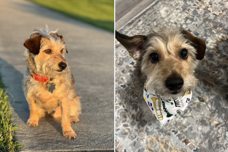 Georgie the dog
