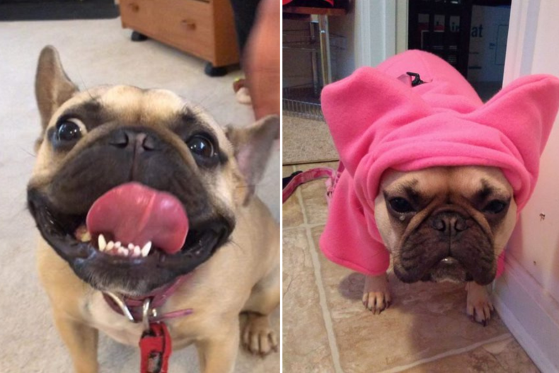 French Bulldog Gracie