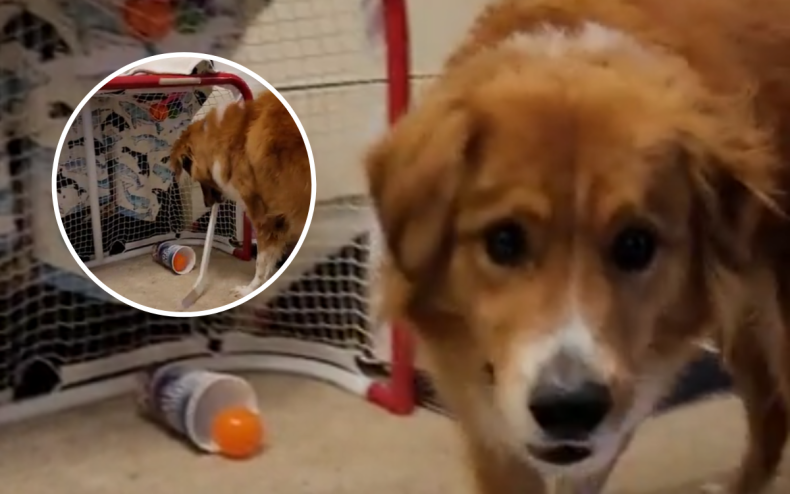 A dog named Darrell scores a goal in hockey.
