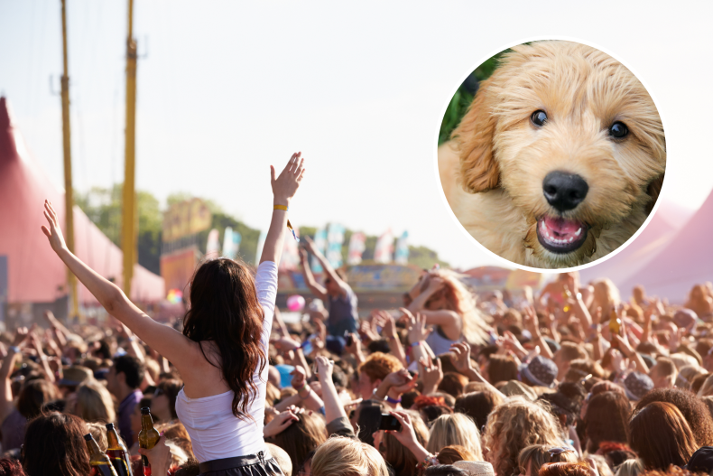 dog attending coachella melts hearts