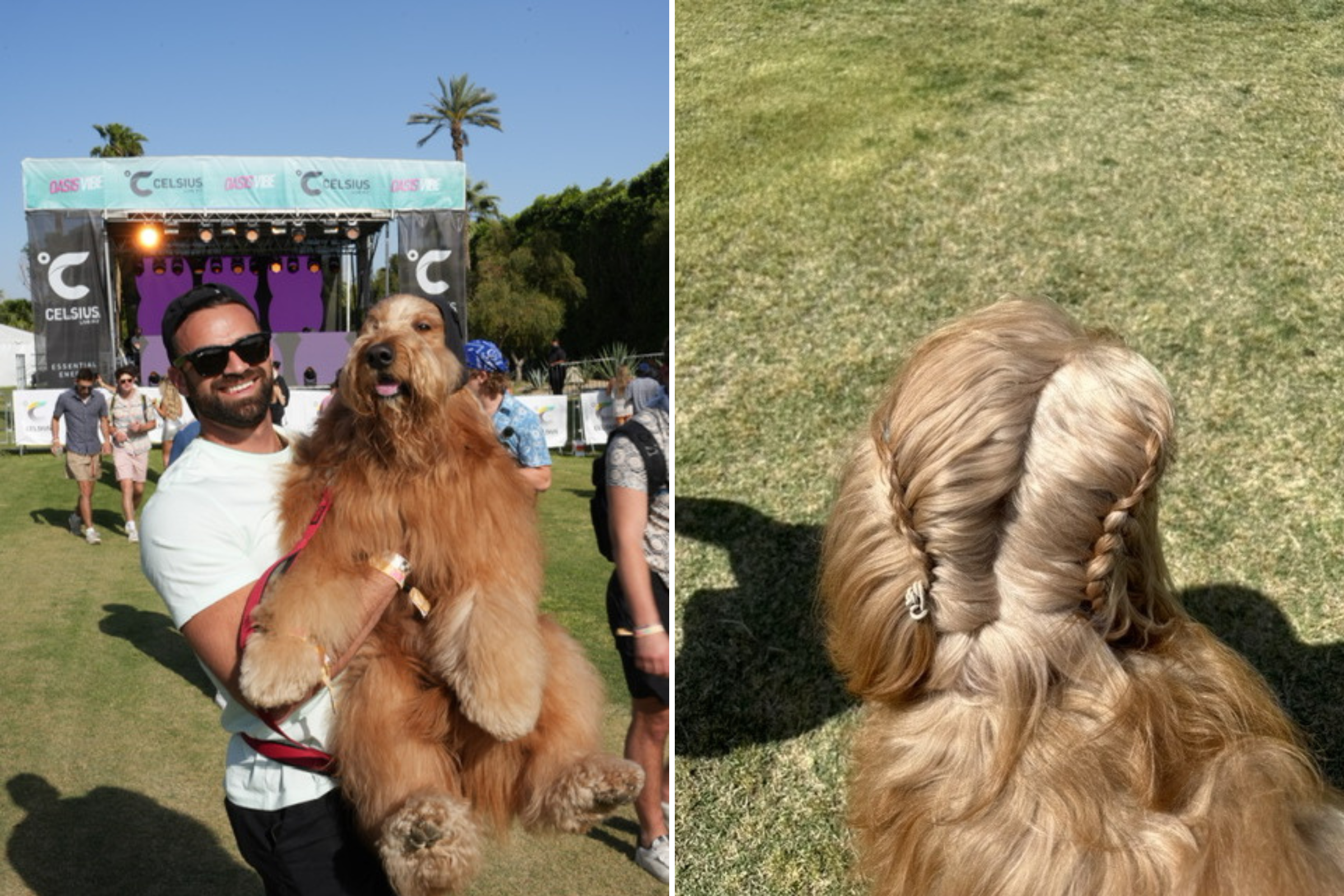 Goldendoodle Sneaking Into Coachella Delights Viewers