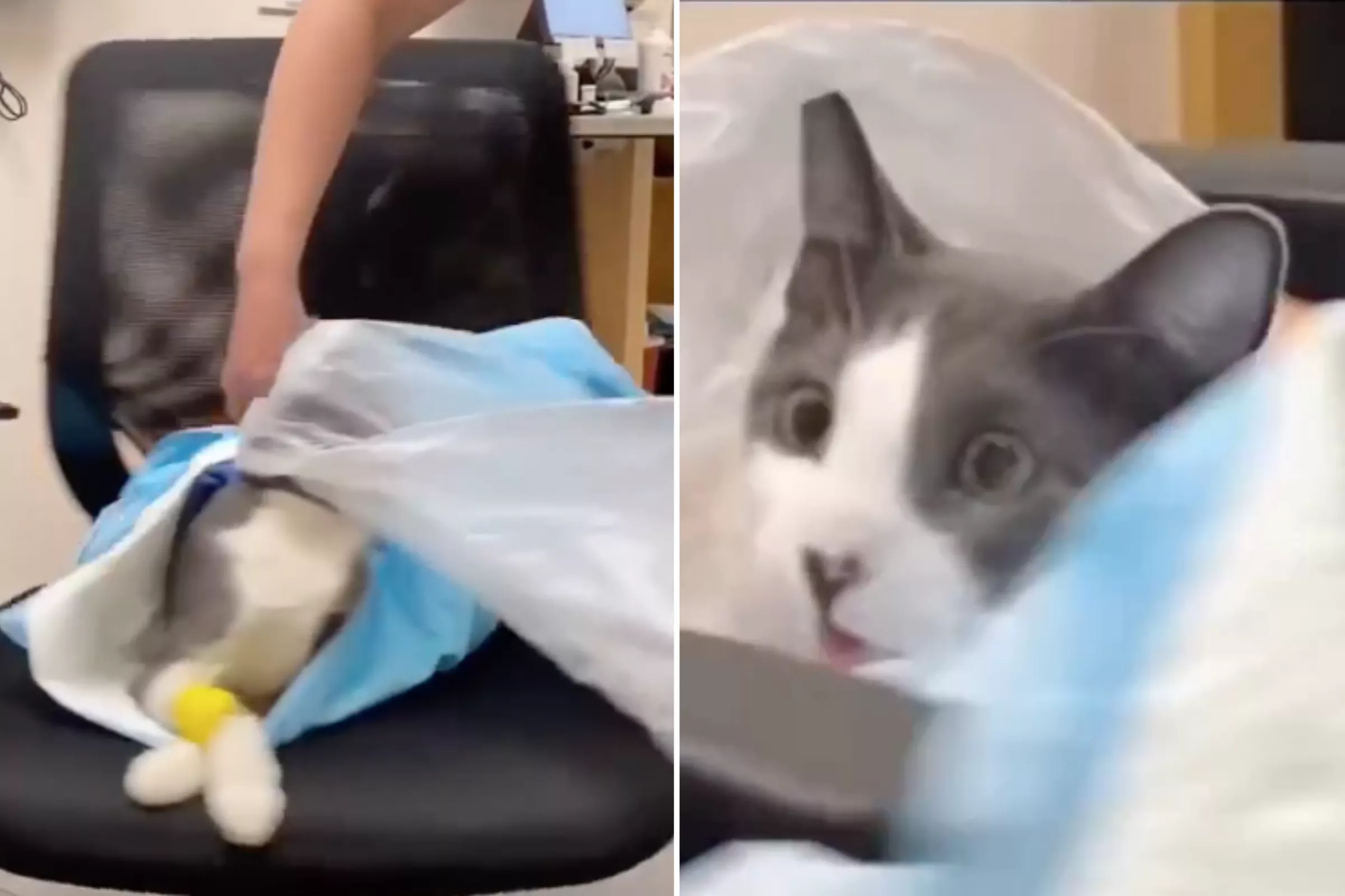 Update more than 141 cats eating plastic bags harmful super hot