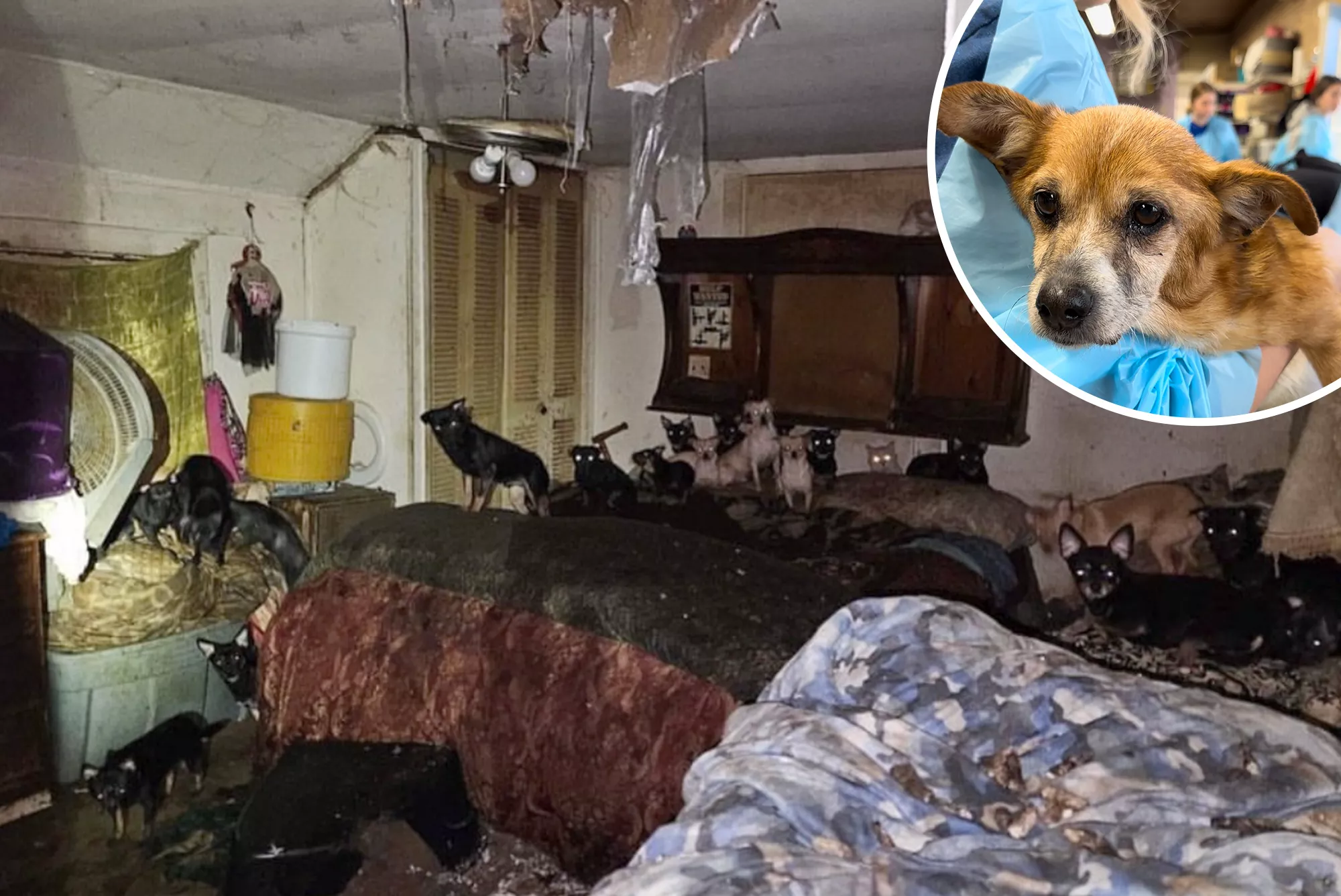 Dozens of Chihuahuas Rescued From Property Scorched by Fire - Vimarsana News