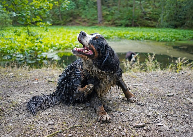 dog caught enjoying mud delight viewers