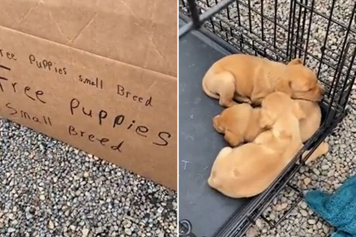 Free store rescue puppies