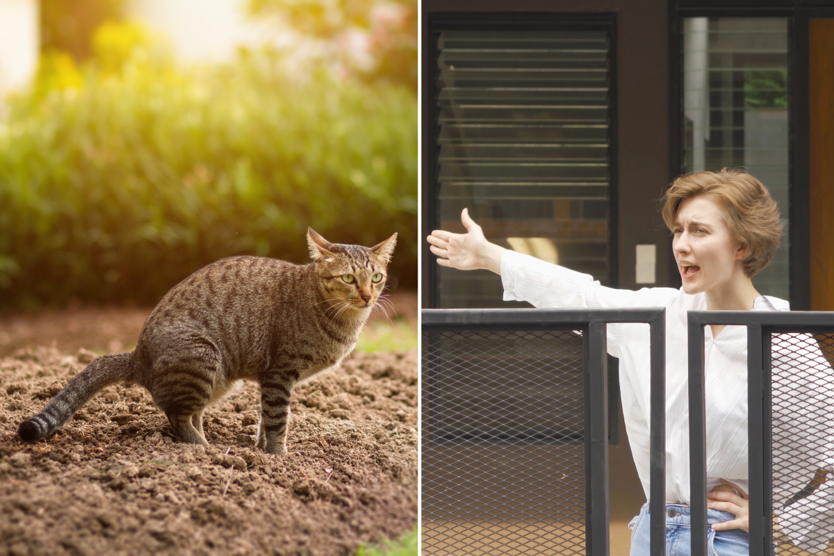 Angry Neighbor Warned Not To Execute Their Plan To Teach Cat Owner a Lesson