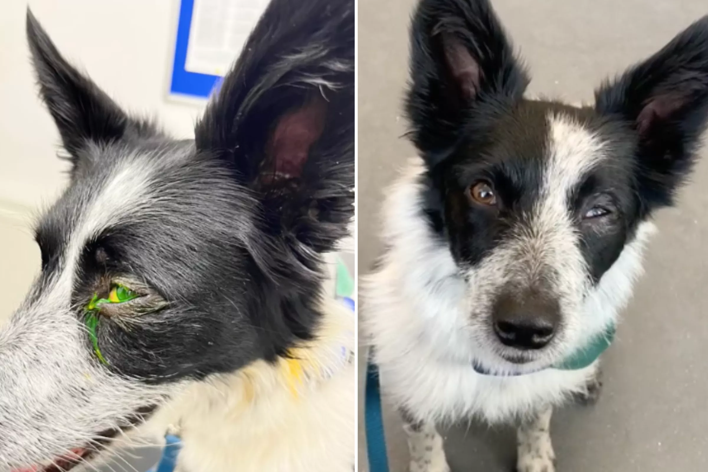 Dog Owner Issues Warning Over Laundry Pods After 'Freak Accident' - Vimarsana News