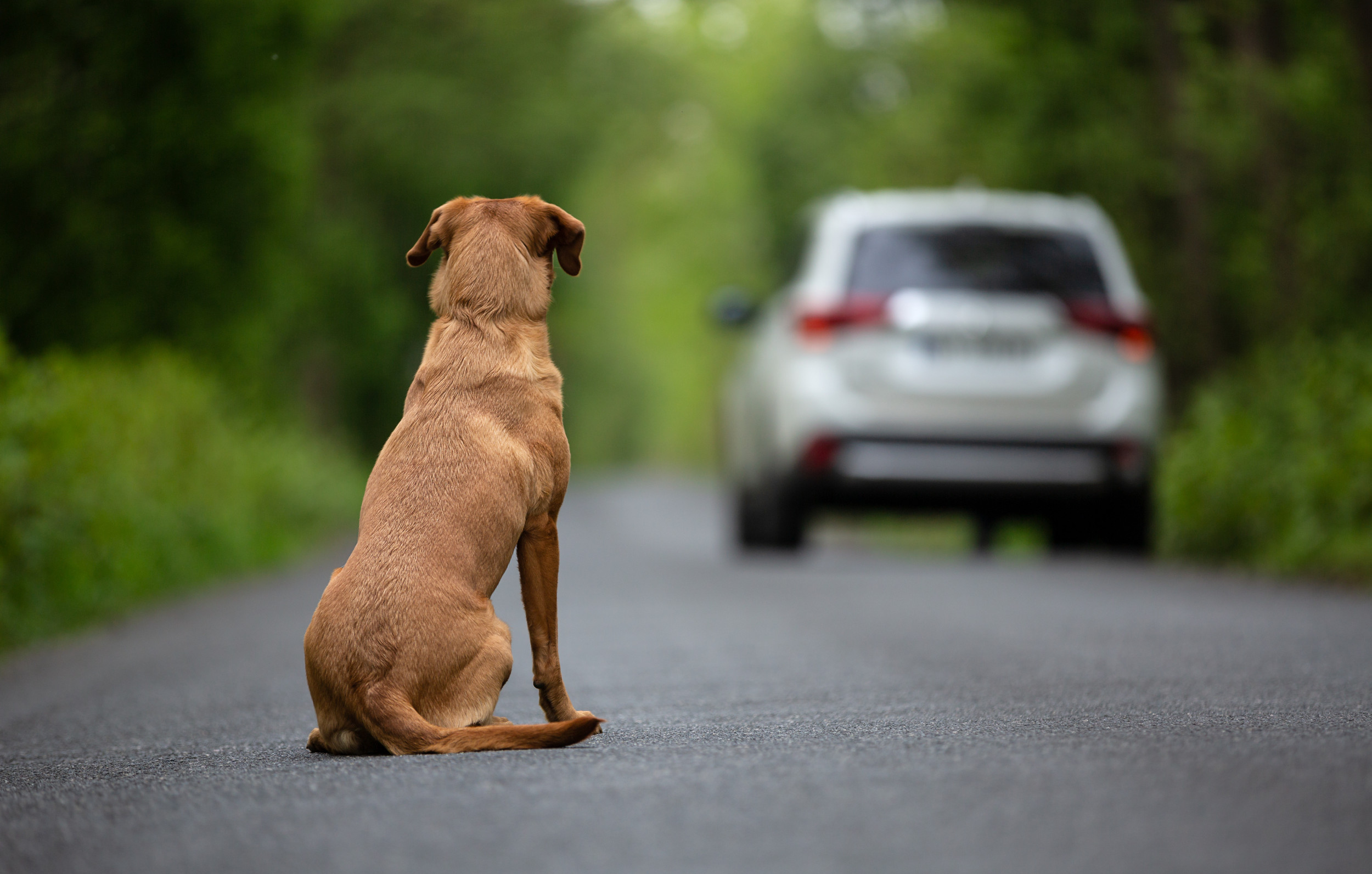 Собаки и люди на дороге. Собака на дороге. Собака бежит за машиной. Собаку бросили на дороге.