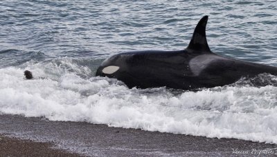 Killer Whale Chases Sea Lion Onto Beach Killer Whale Chases Sea Lion Onto Beach