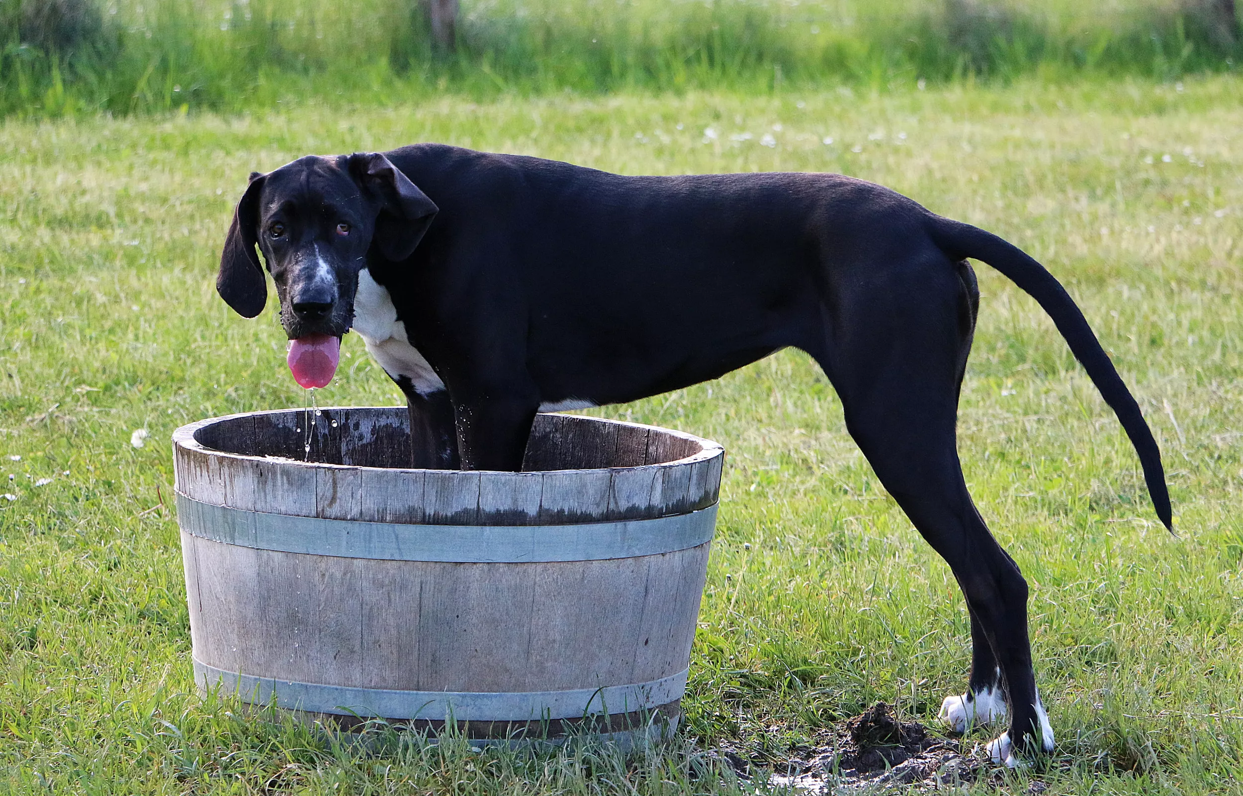 How Great Danes Drink Water Sees Internet in Stitches: 'Always Wet' - Vimarsana News