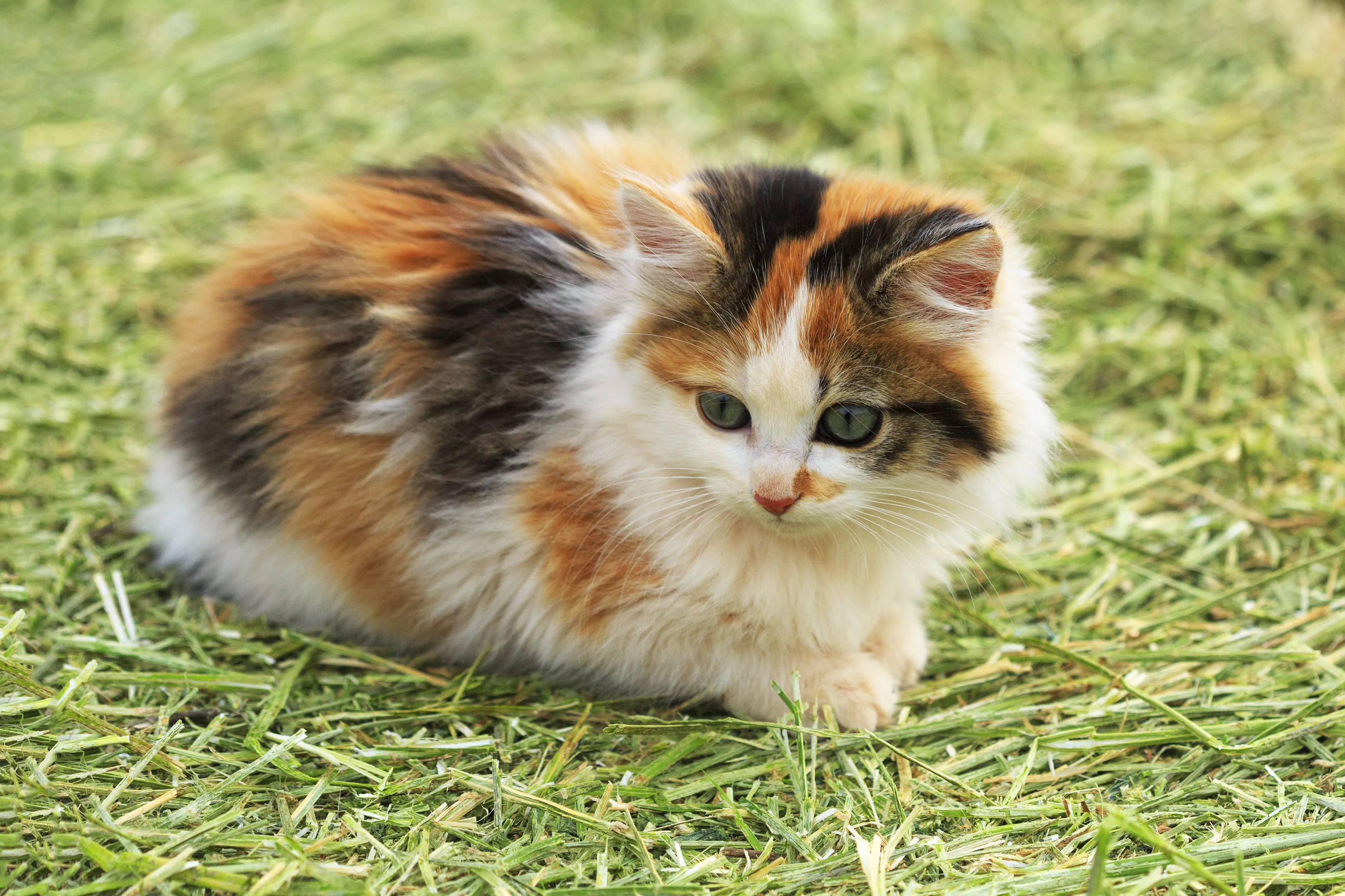 Rare 'Unicorn Cat' Found at Rescue Center - Vimarsana News