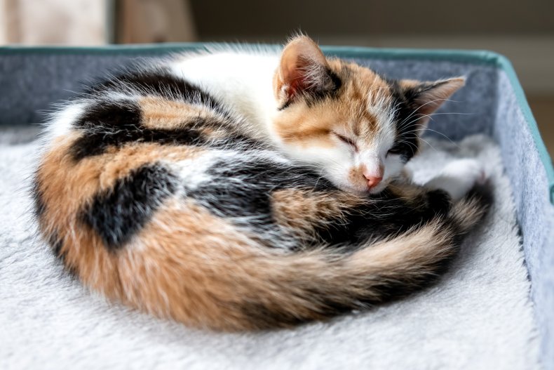 calico kitten sleeping