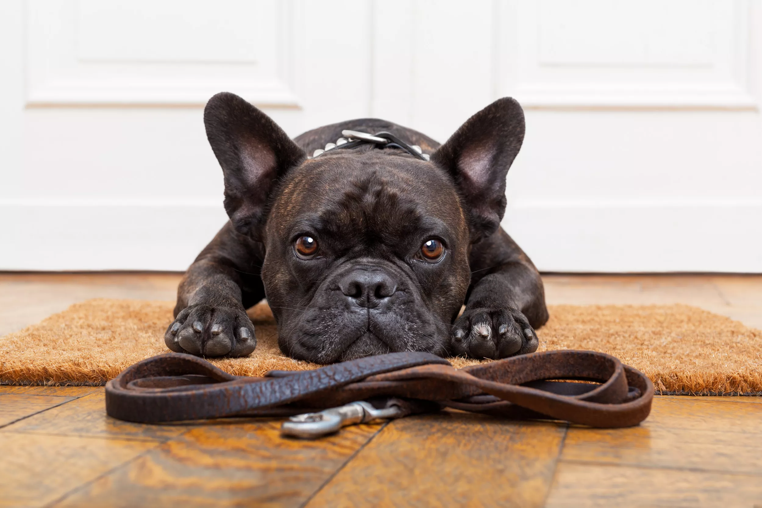 French Bulldog 'Telling Off His Dad' for Cuddling Baby Melts Hearts - Vimarsana News