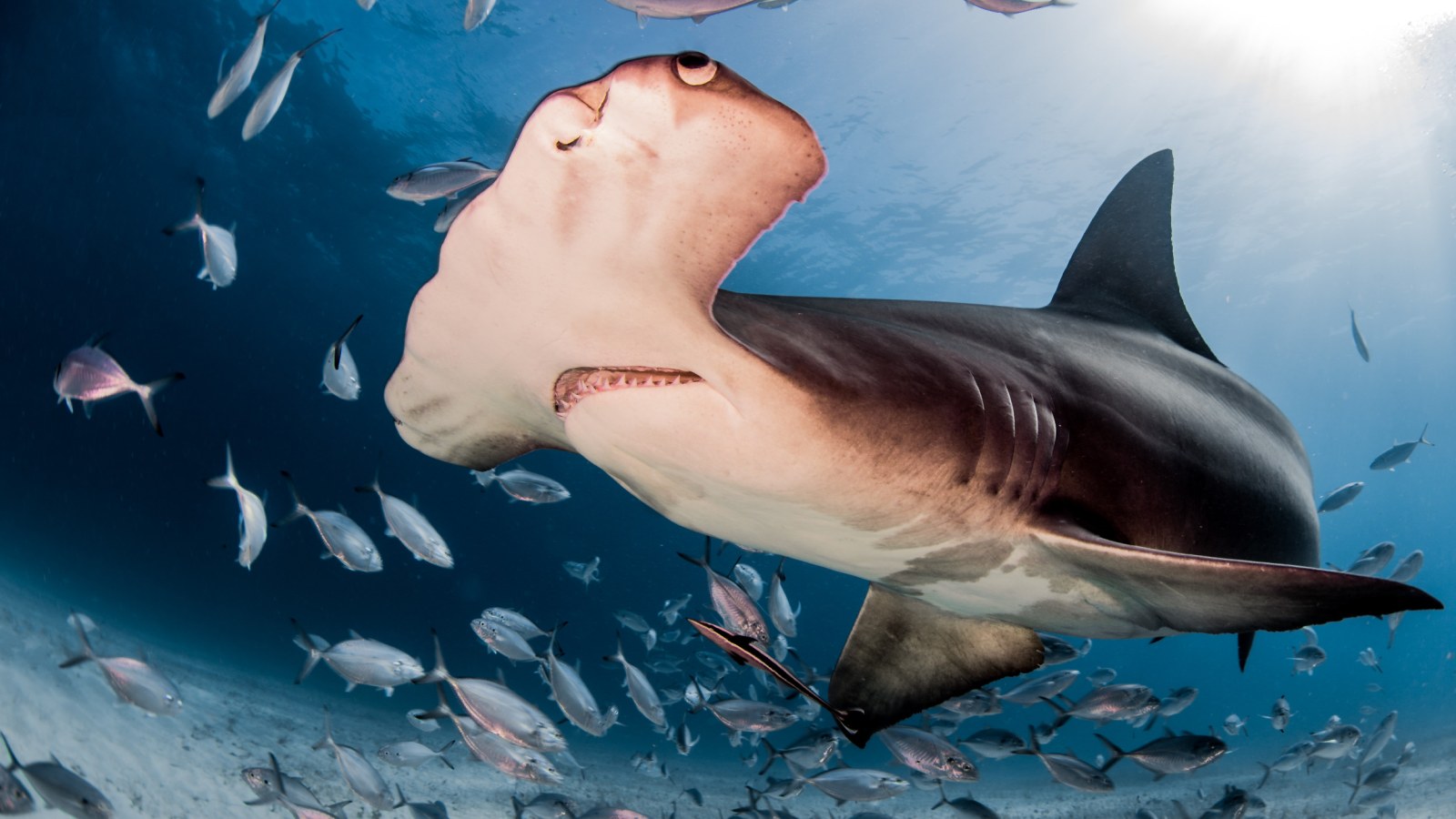Mystery Solved After Hammerhead Shark and 40 Pups Found Dead
