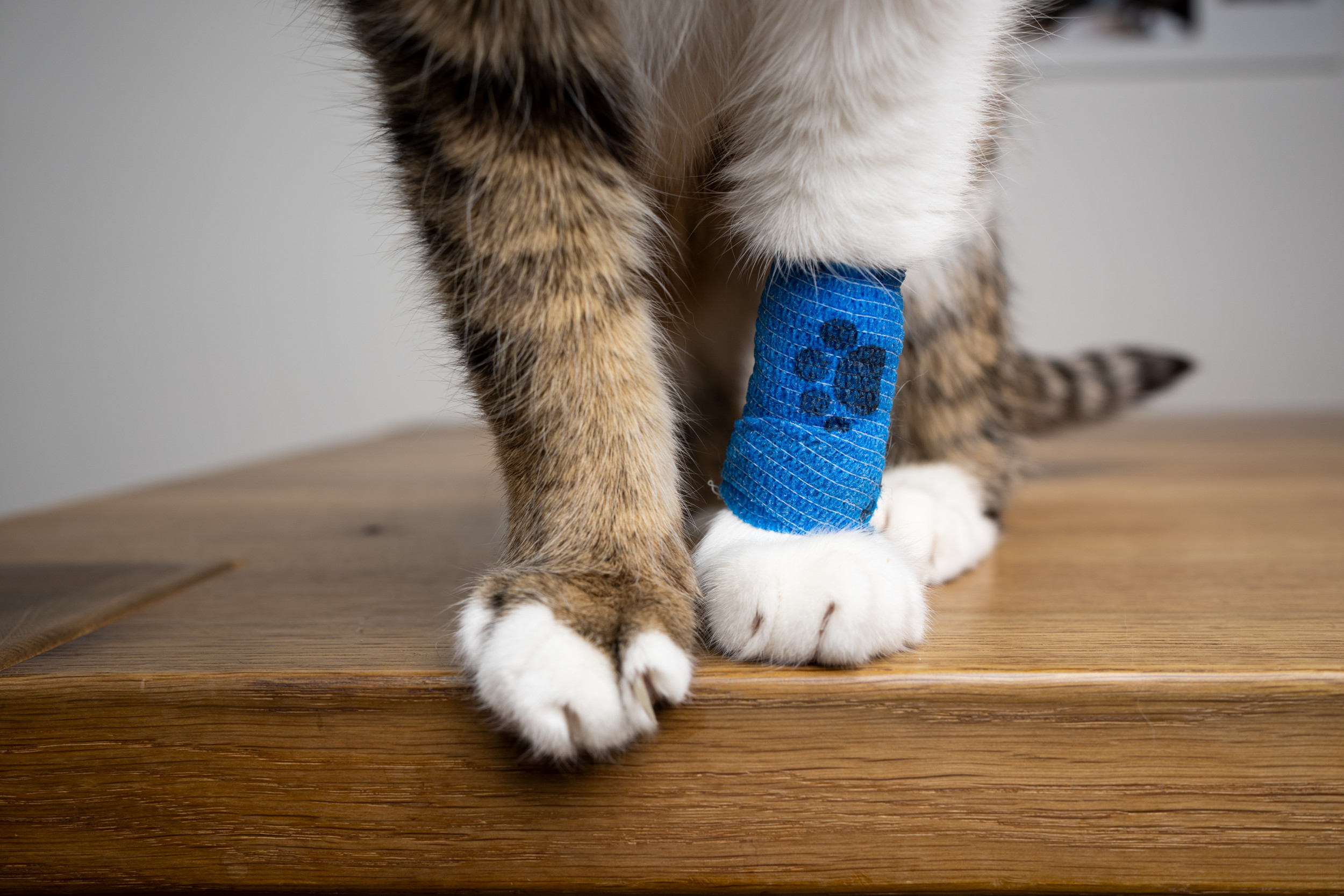 Cat deals injured paw