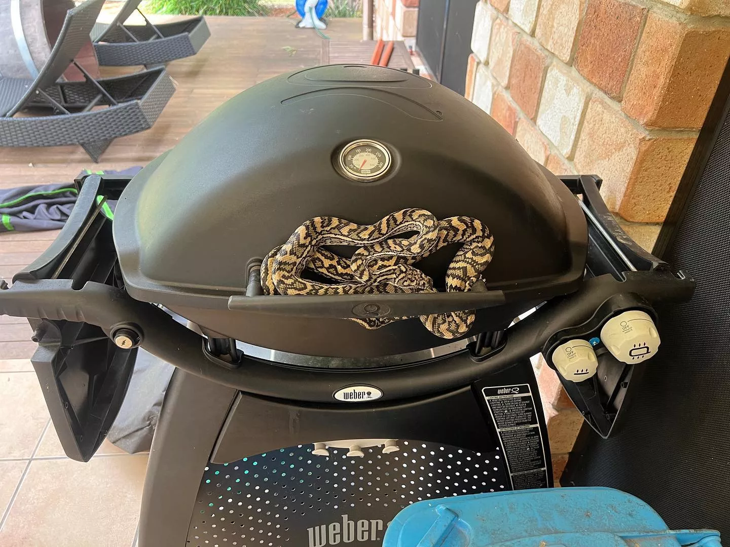 Snake catcher rescues reptile from empty can, warns people against  littering