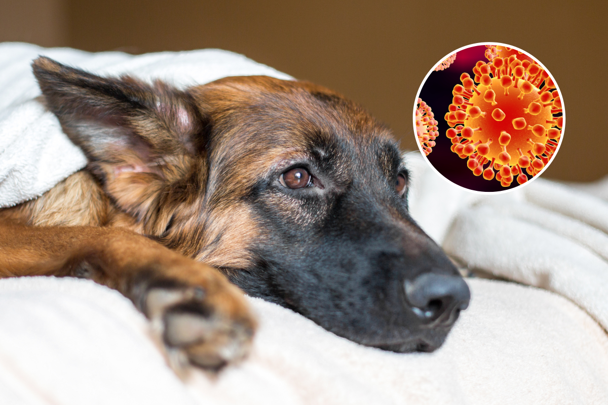 Dogs Could Be "Patient Zero" H3N2 Virus 