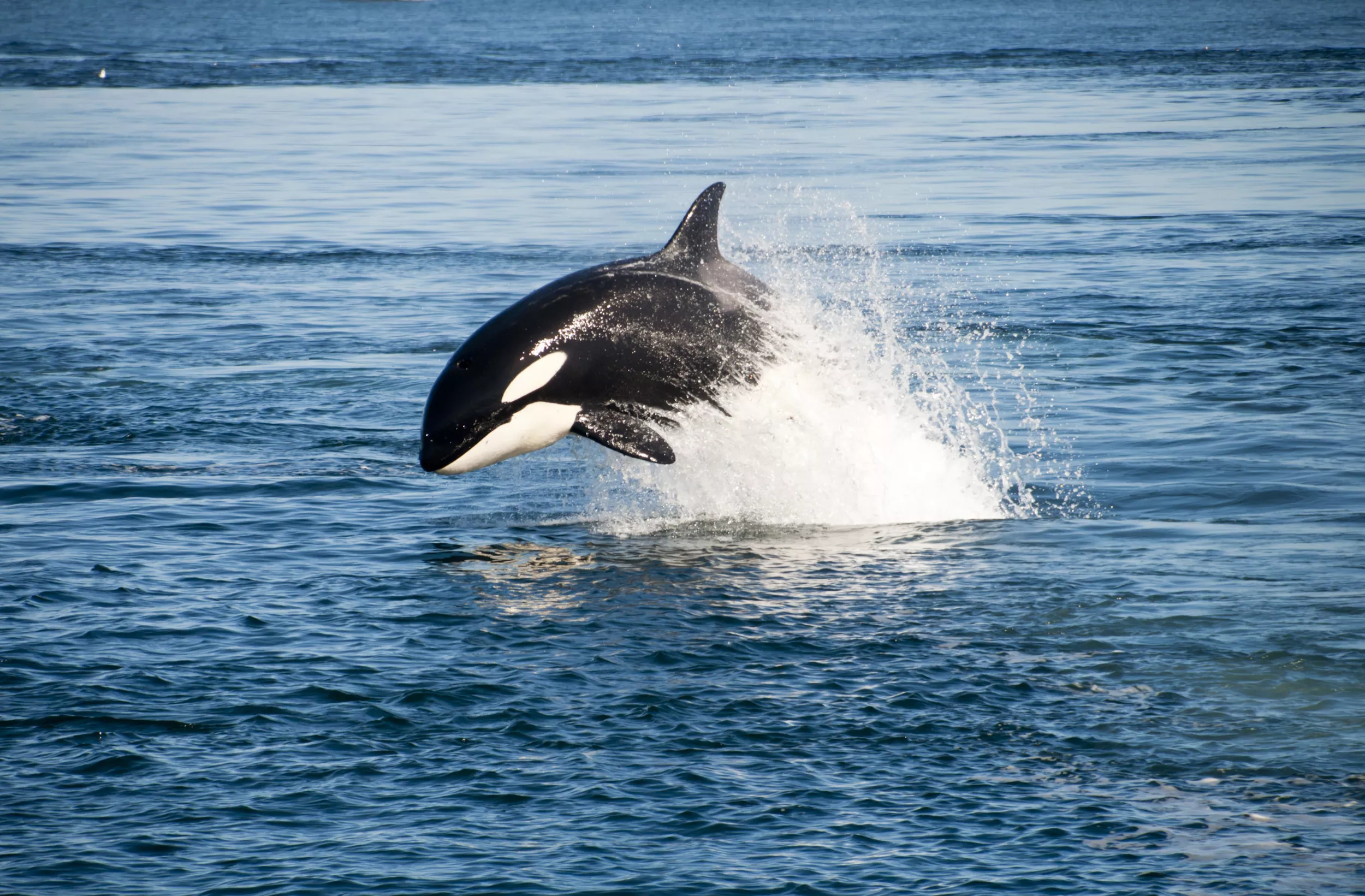 Rare White Killer Whale Calf Seen Amid Orca Pod - Vimarsana News
