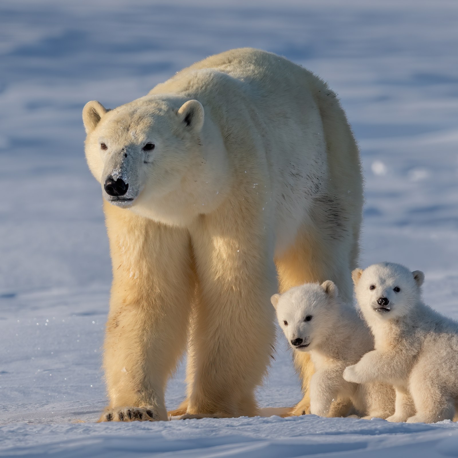 Polar Bear Rejected by Mother Finally Reunited With Family