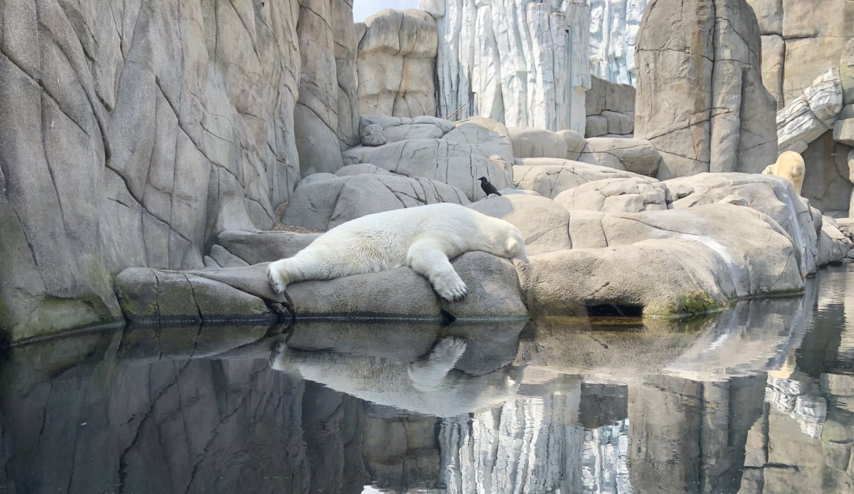 polar bear in enclosure