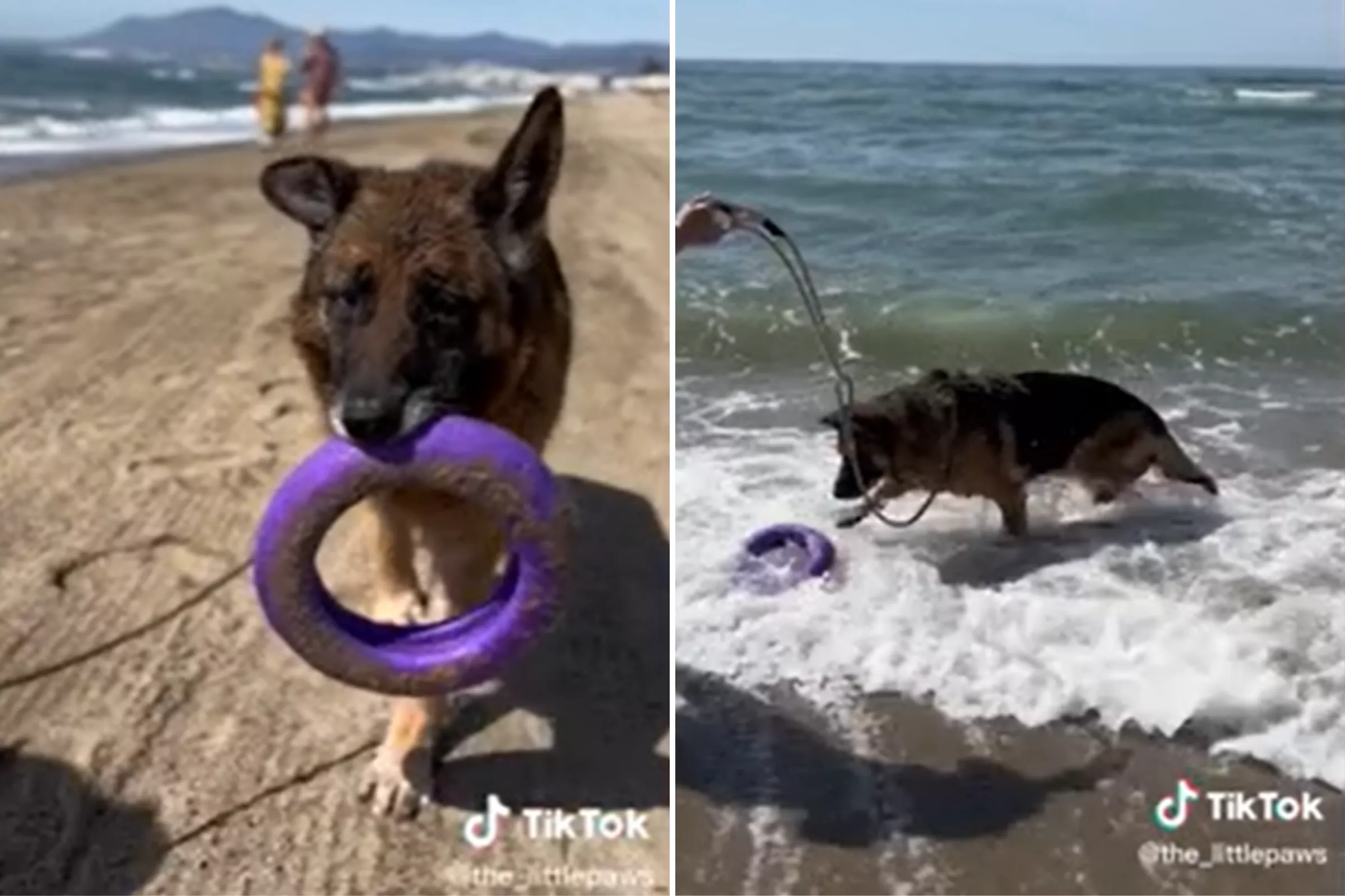 Tears as Woman Takes Senior Shelter Dog to Beach to Give Him 'The Best Day' - Vimarsana News
