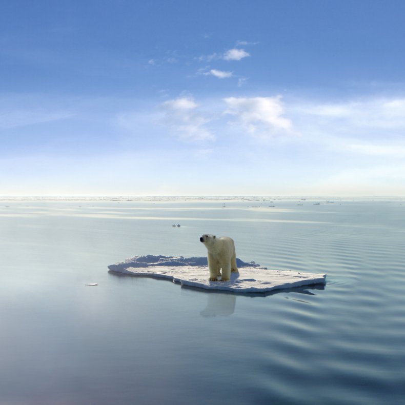 polar bear on the ice