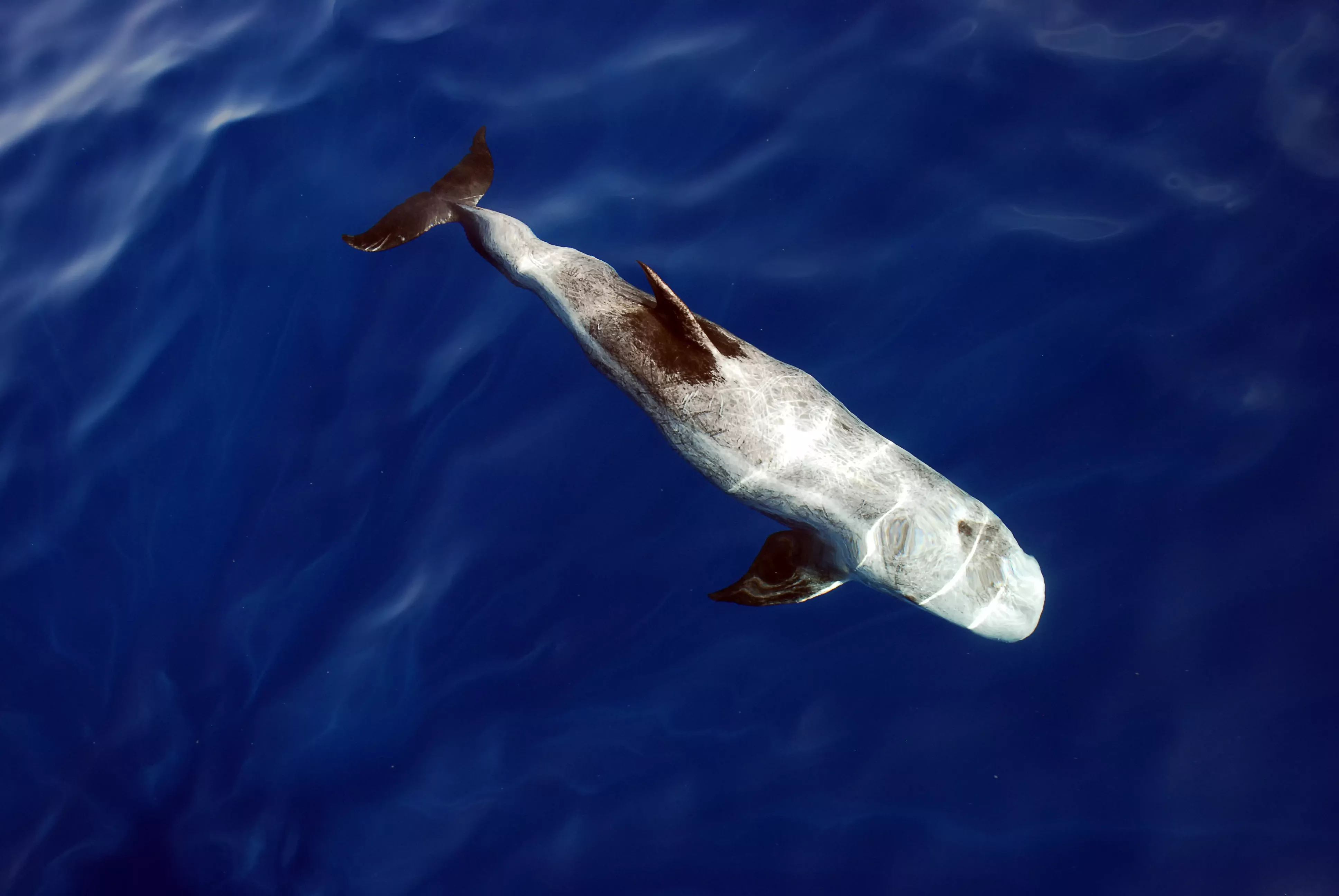 Rare Completely White Risso's Dolphin Spotted Off California Coast - Vimarsana News