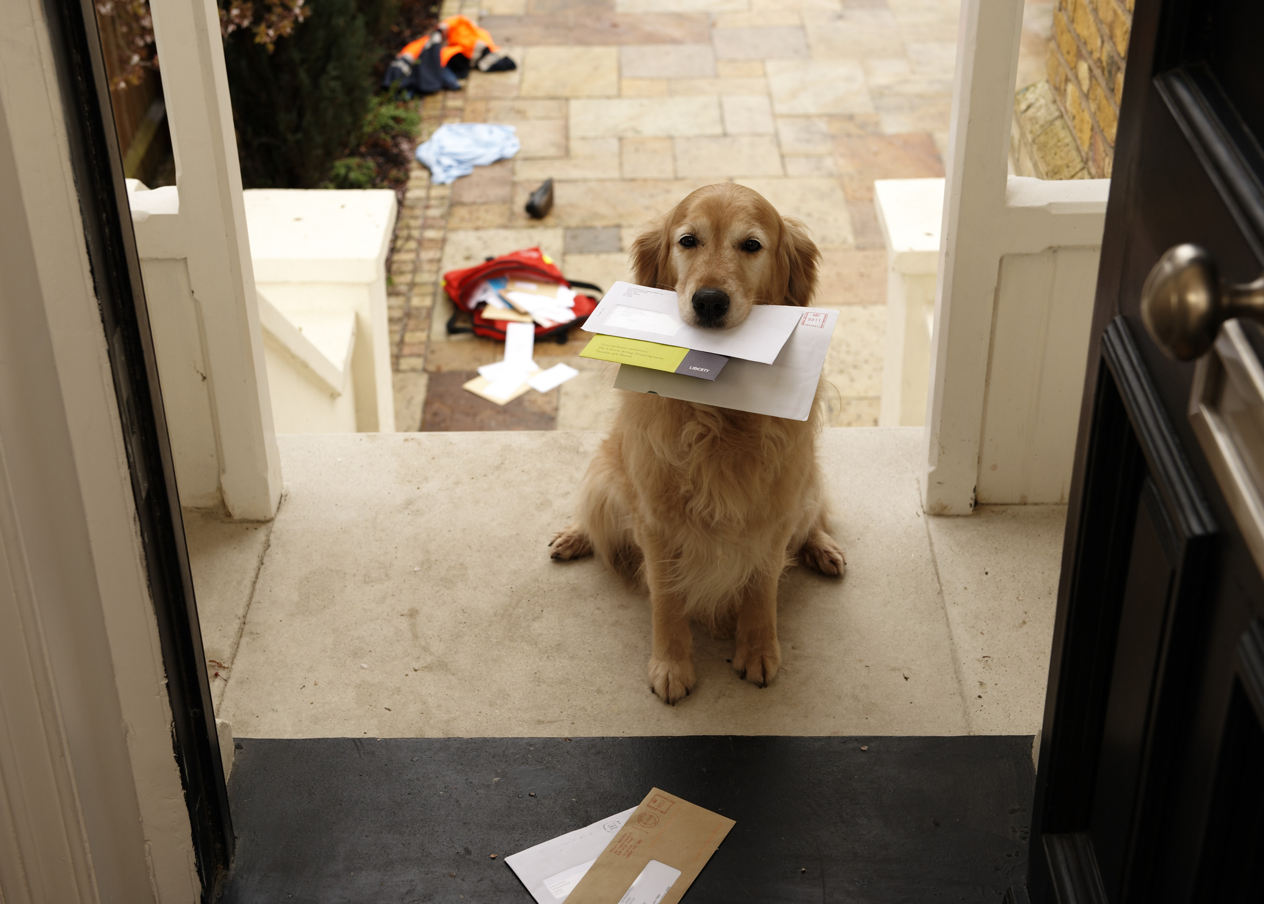 Golden retriever outlet carrier