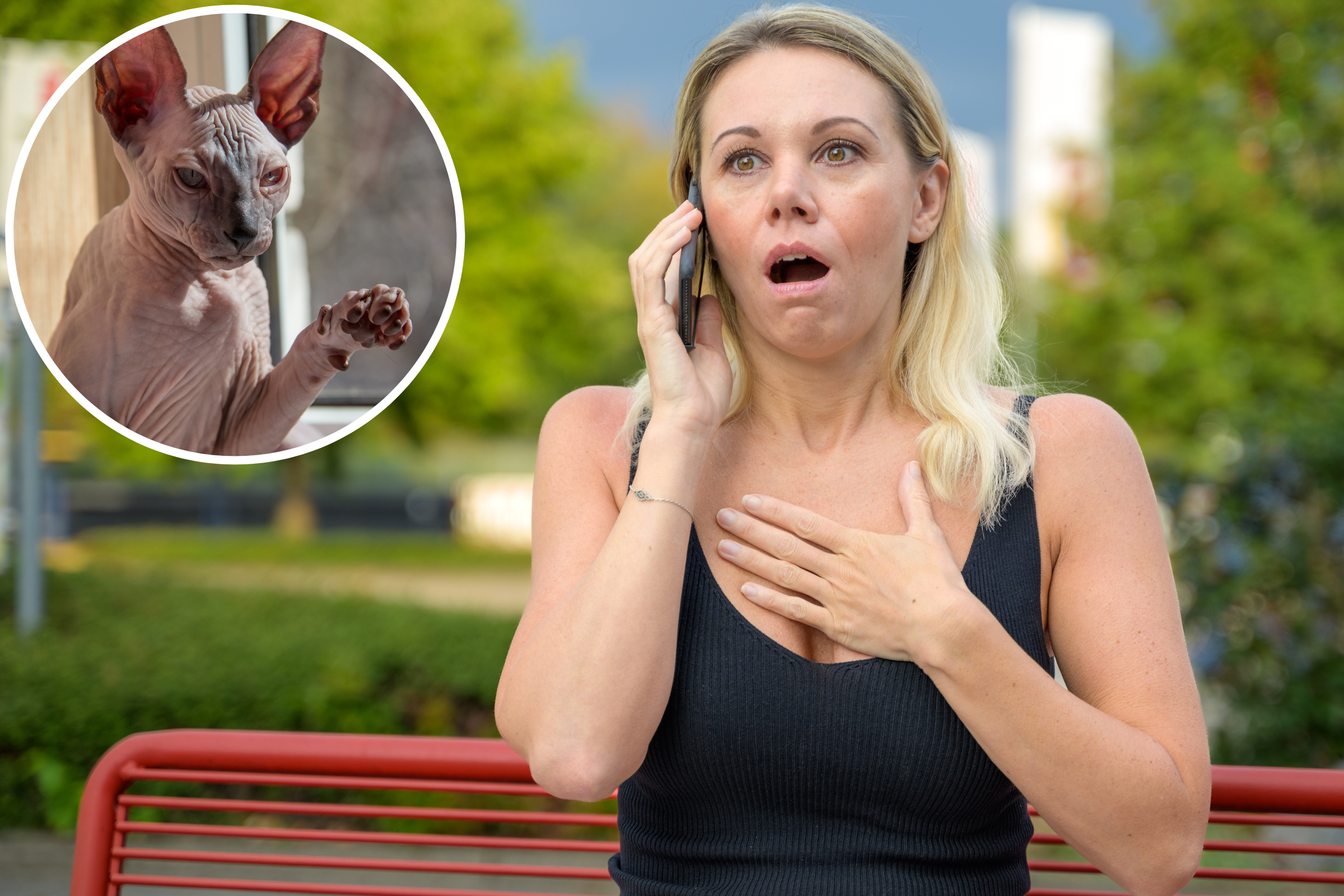 Realtor Terrified by Pair of Hairless Cats Leaves Internet in Stitches
