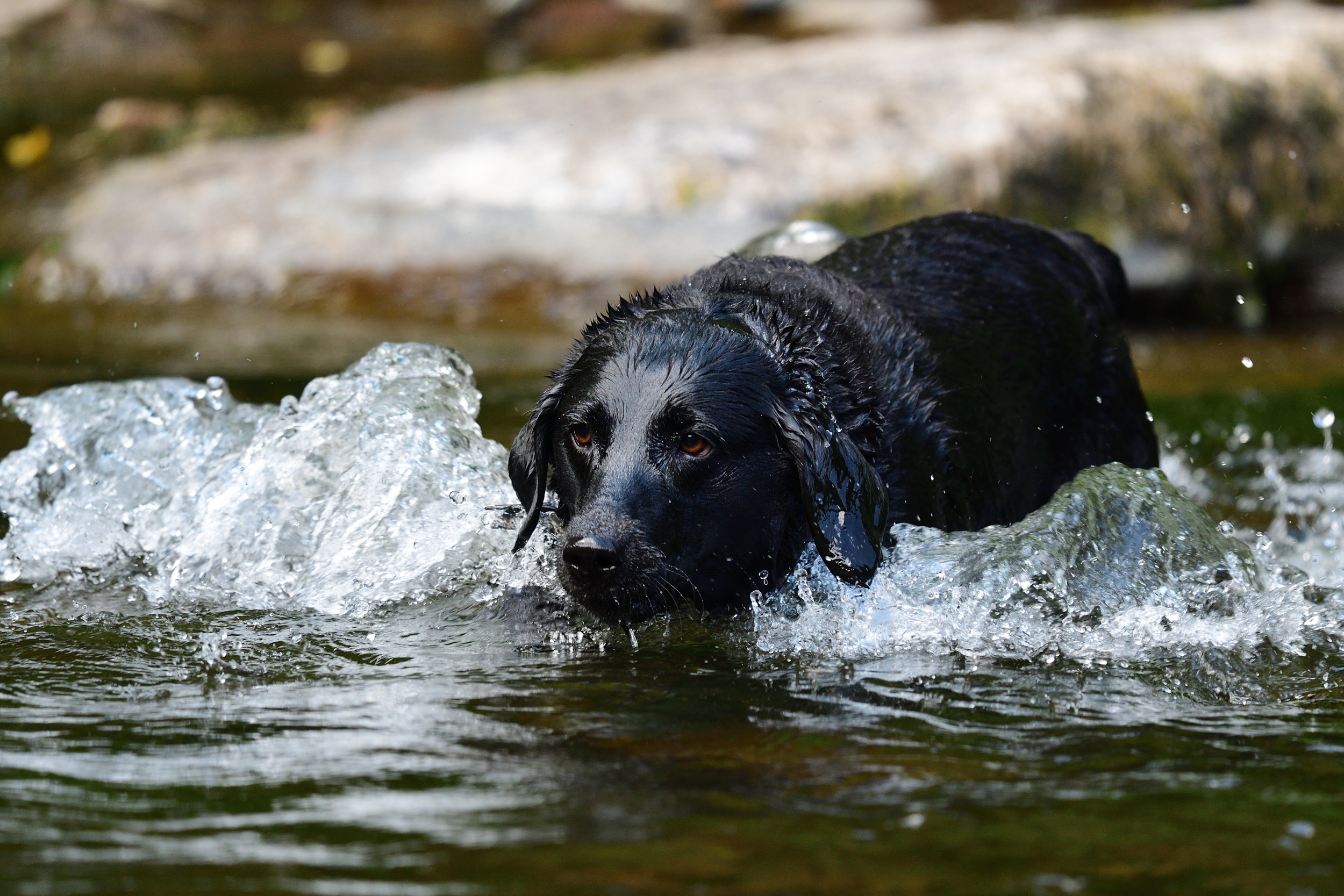 Incredible Moment Passerby Films Heroic Dog Saving Pup Stuck at Sea