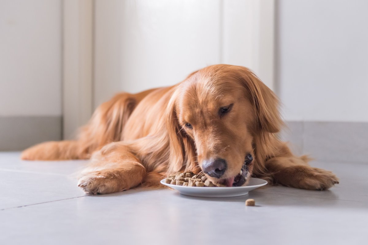From Kibble to Cuisine: Elevate Your Dog’s Meals