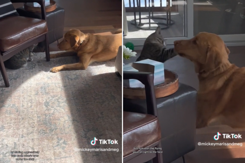 Maris the cat attacking Mickey the Labrador