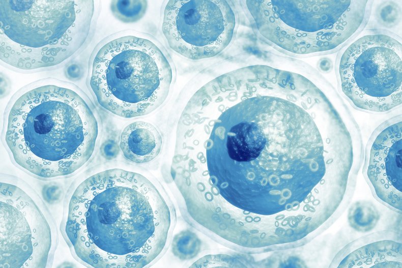 Body cells