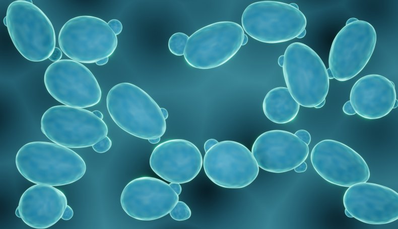 Yeast cells