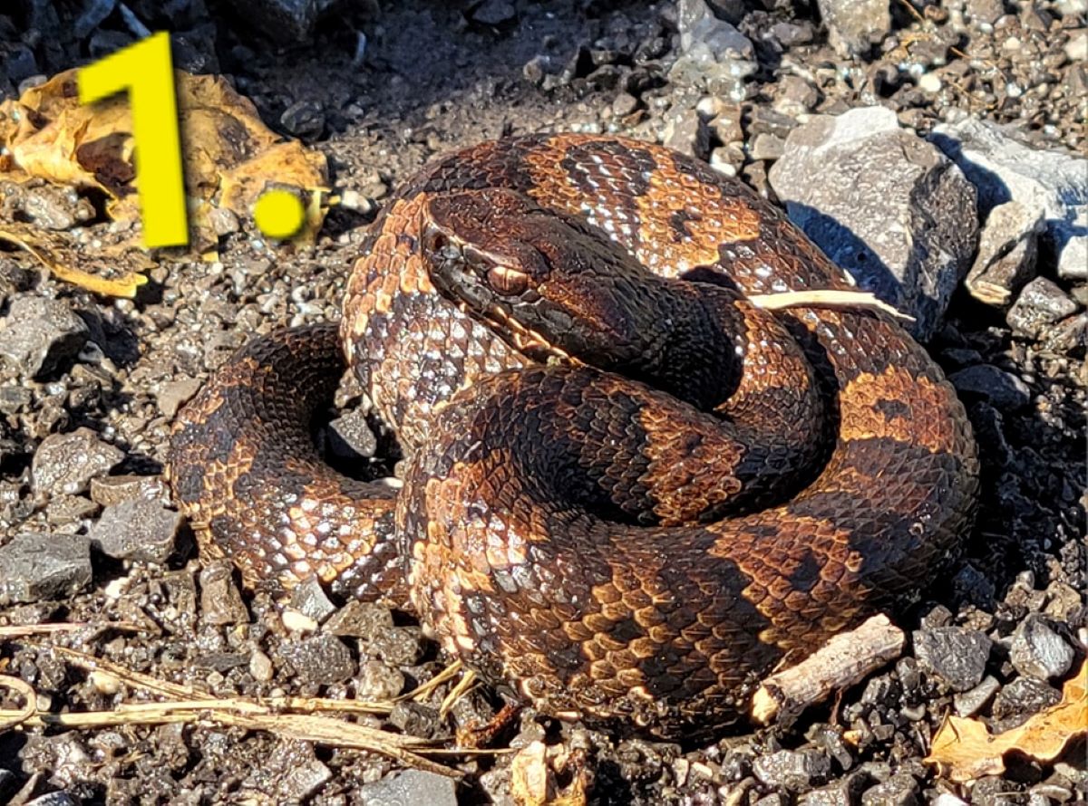 Can You Tell Which Of These Snakes Is Venomous Enough To Kill A Human ...