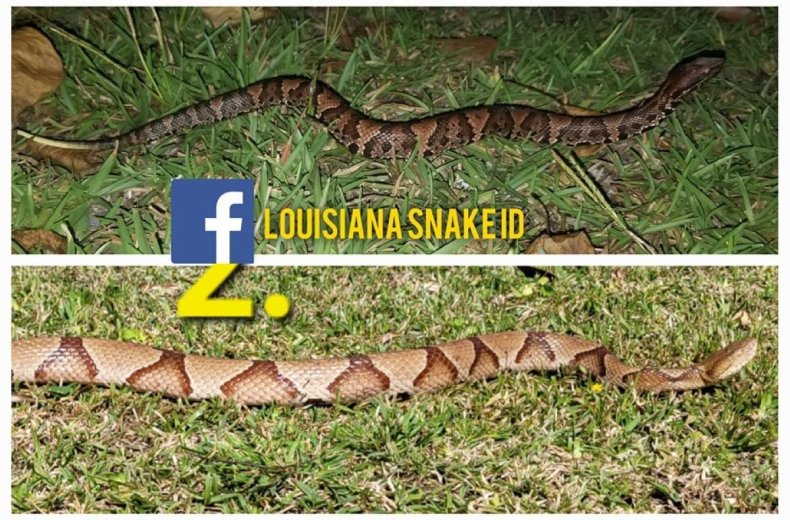 Ular Cottonmouth vs kepala tembaga
