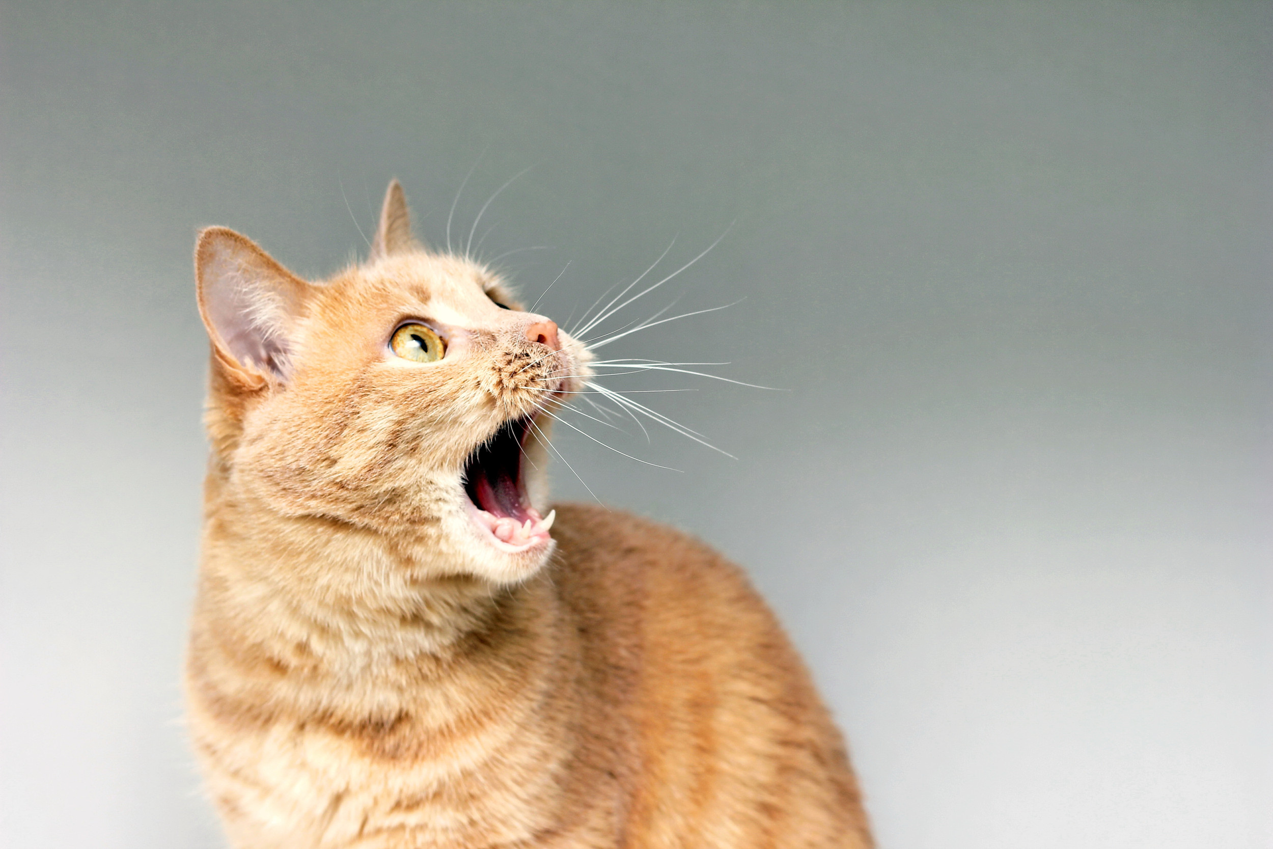 Hearts Melt As Cat Terrified of New Ceiling Fan Hides in Owner's