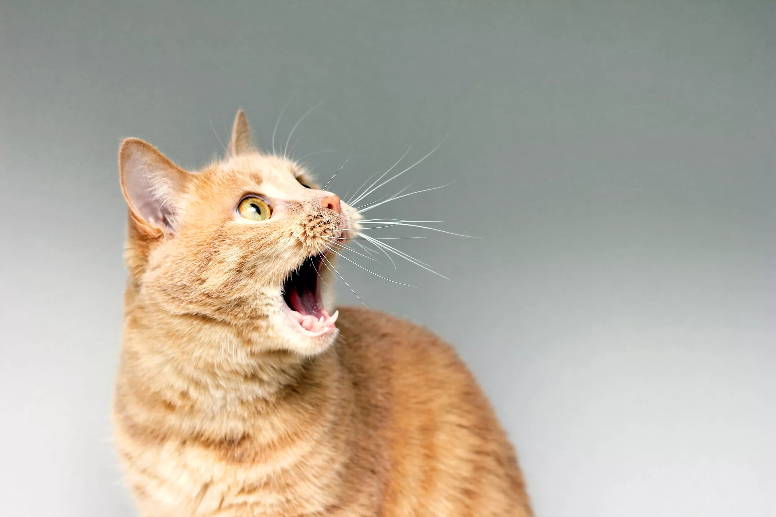 Hearts Melt As Cat Terrified of New Ceiling Fan Hides in Owner's Jumper - Vimarsana News