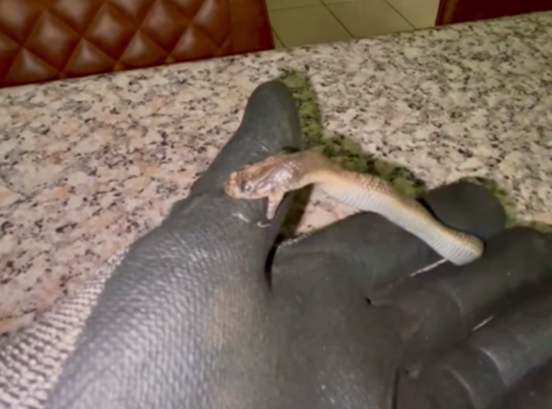 Highly Venomous Snake Found 'Wriggling Like Mad and Biting' Inside Closet