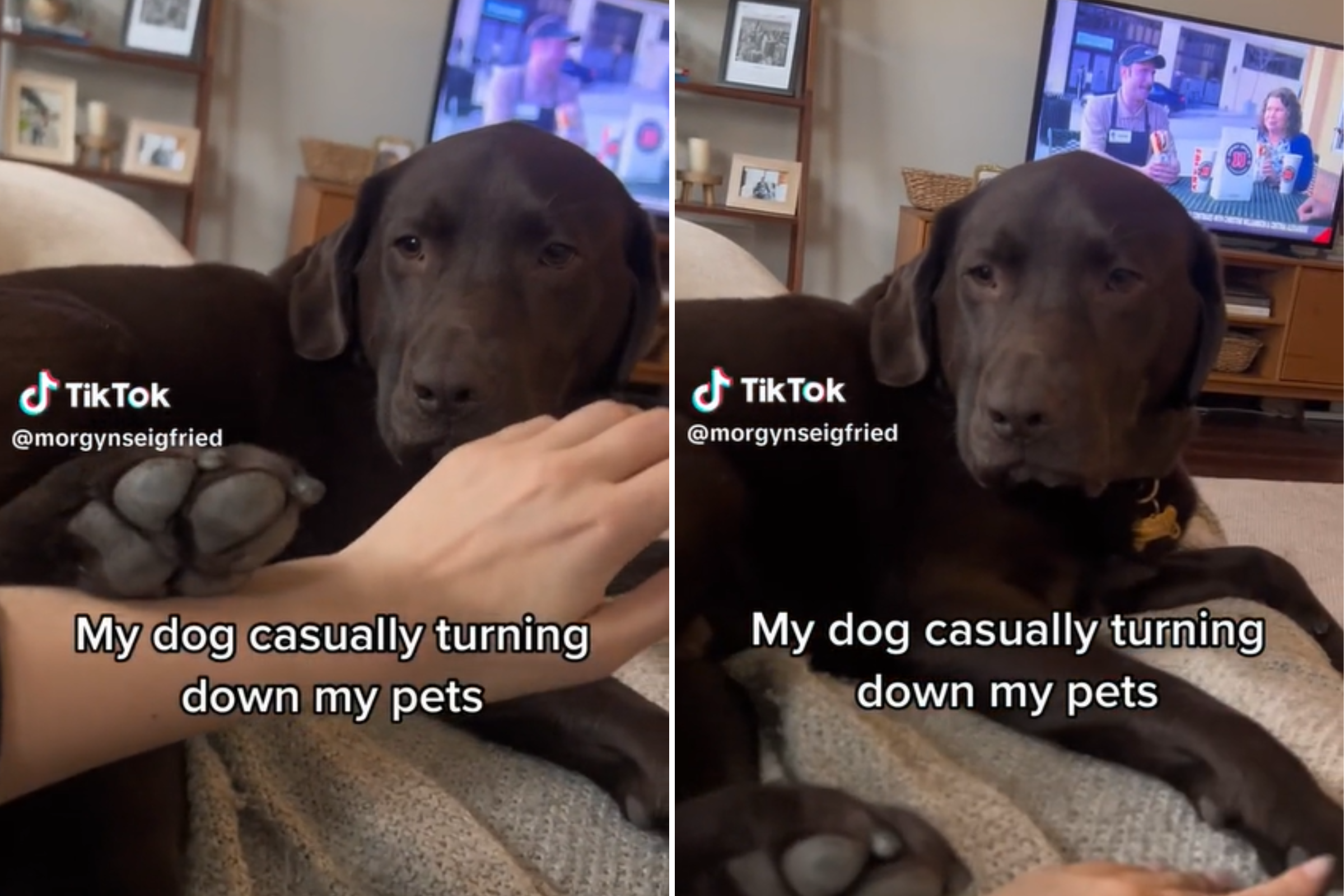 https://d.newsweek.com/en/full/2229599/labrador-colby-rejecting-his-owners-pets.png