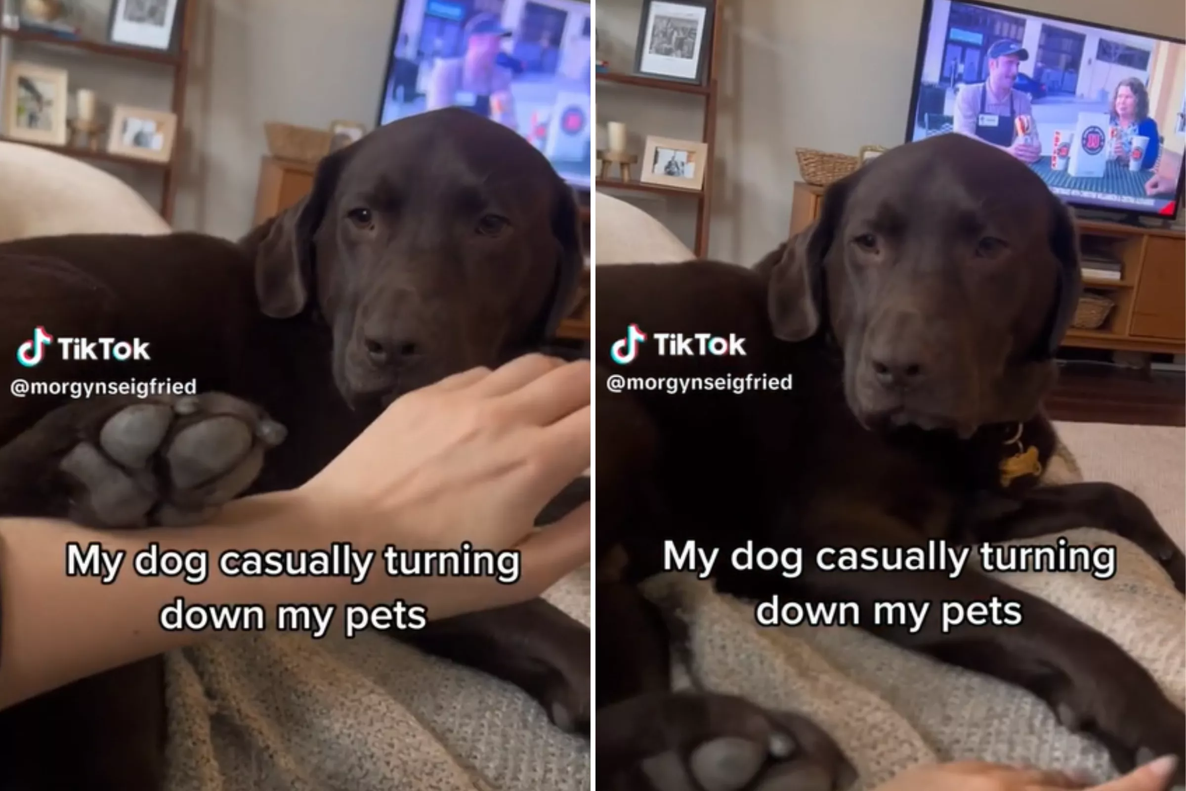 Labrador Casually Rejects Owner's Strokes While Looking Her Dead in the Eye - Vimarsana News