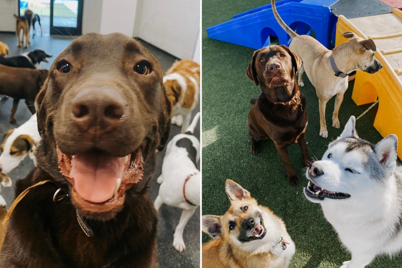 Chocolate Labrador Colby hanging with other dogs
