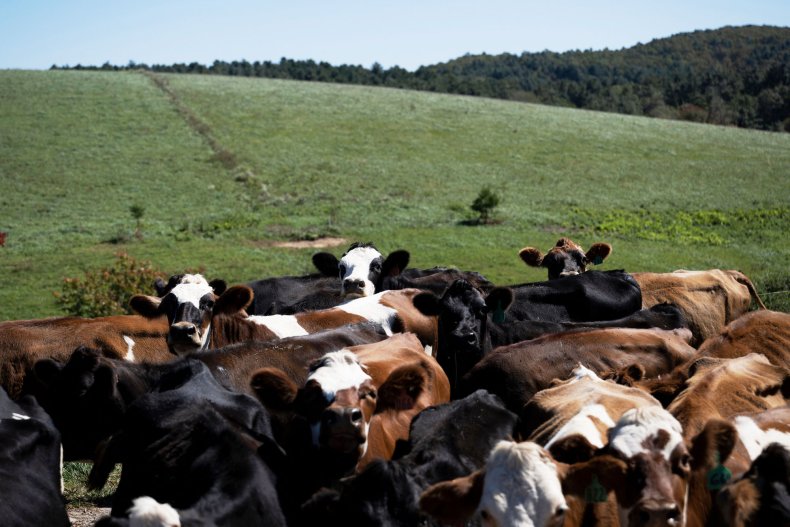 Cows Graze in Dried Up Lake