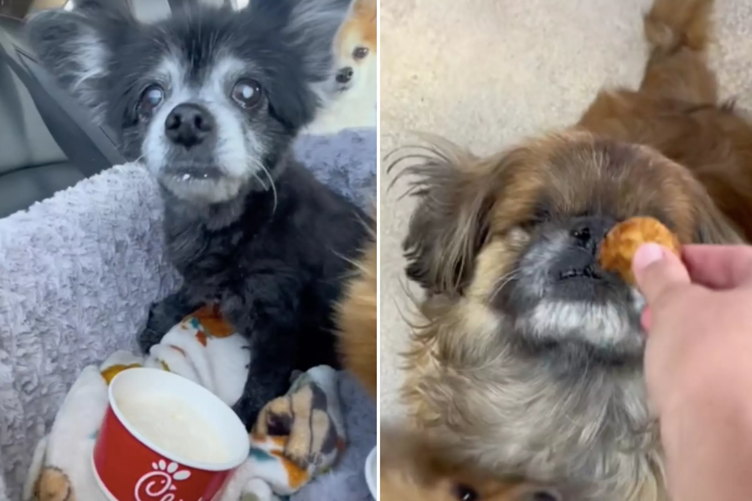Senior Rescue Dogs Going to Chick-fil-A Is the Best Thing You'll See Today - Vimarsana News
